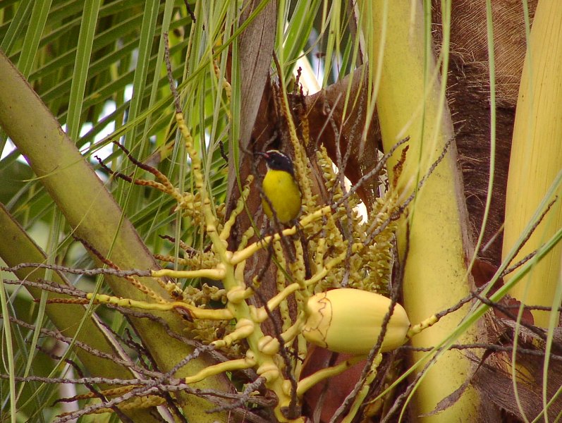 der__vogel_in_der_palme_001.jpg