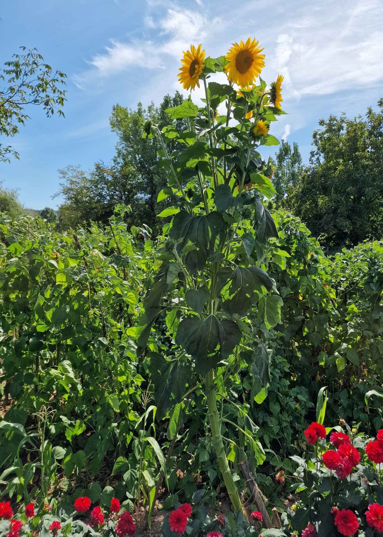 sonnenblume_im_bohnenfeld_26.jpg