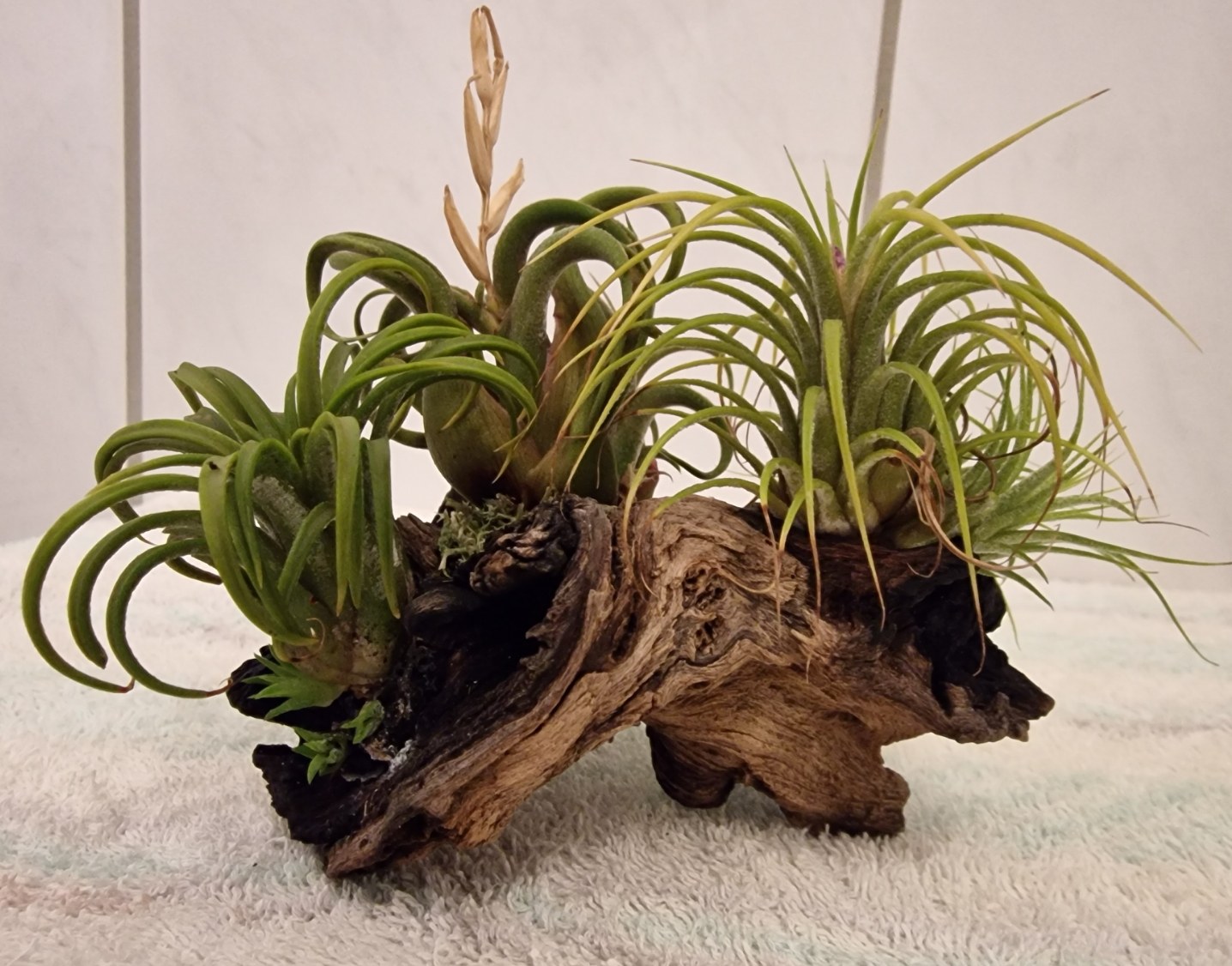 tillandsia_28.jpg