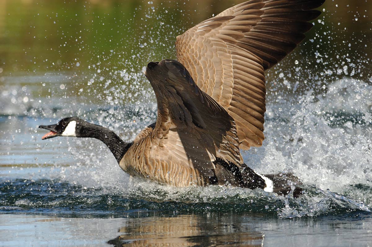 canadageese-021907-06xw.jpg