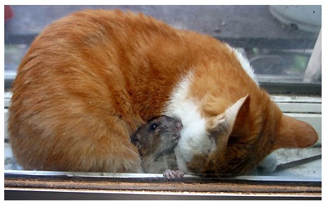 katzemaus.jpg