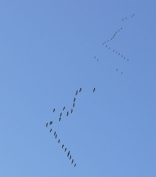 528px-grus_grus_flocks.jpg