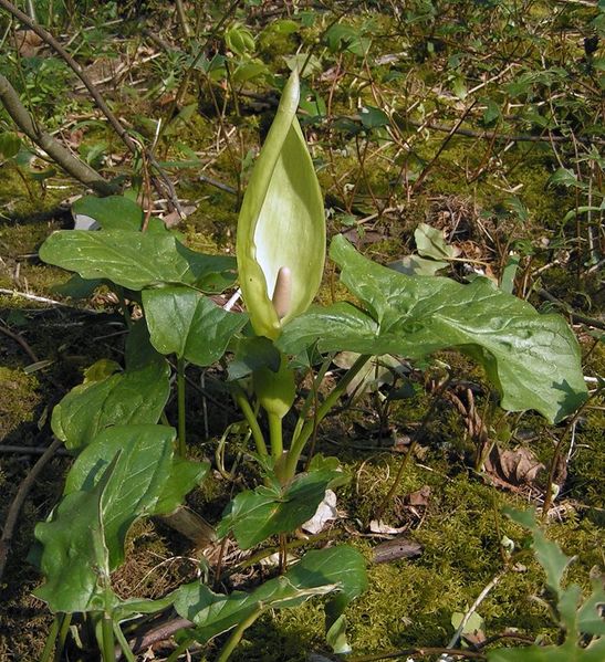 547px-arum_maculatum_0_700.jpg