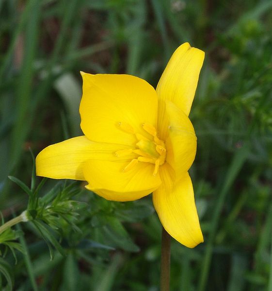 561px-tulipa_sylvestris_250406.jpg