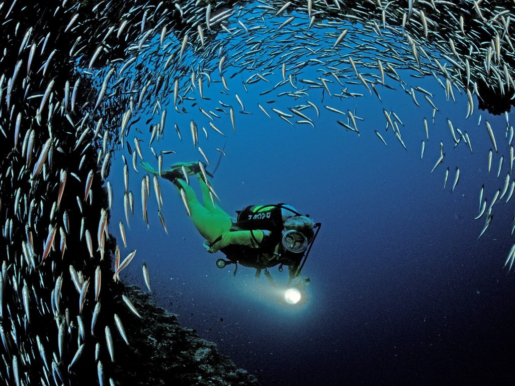 scuba_diving_near_ari_atoll_indian_ocean_5672_....jpg