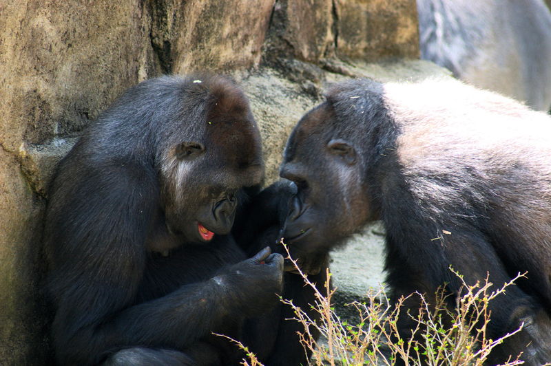 800px-gorillas_2609.jpg