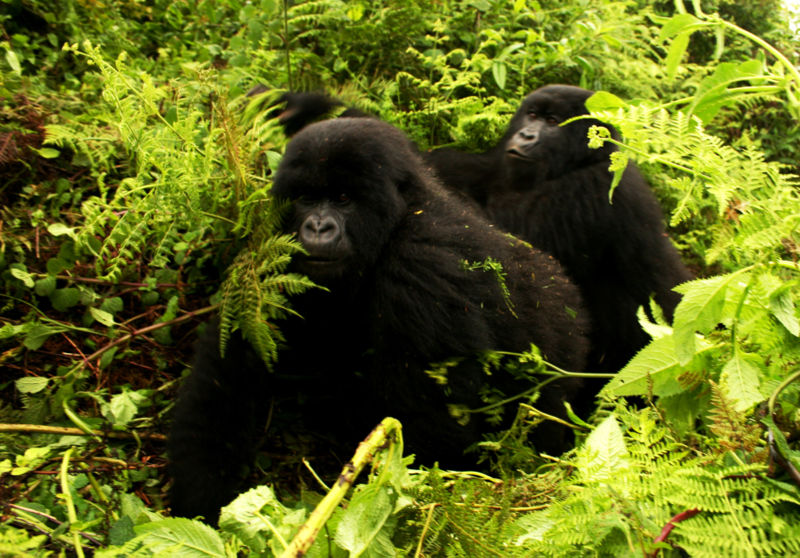 800px-gorillas-moving.jpg