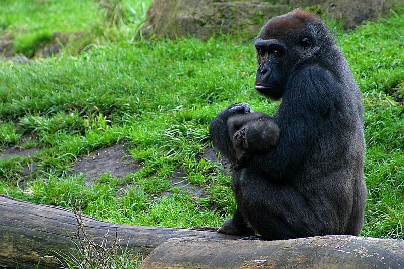 800px-gorillaweibchen_mit_jungem.jpg