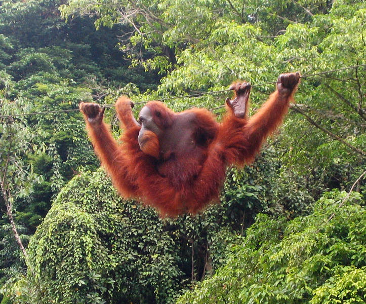 723px-orang-utan_bukit_lawang_2006.jpg