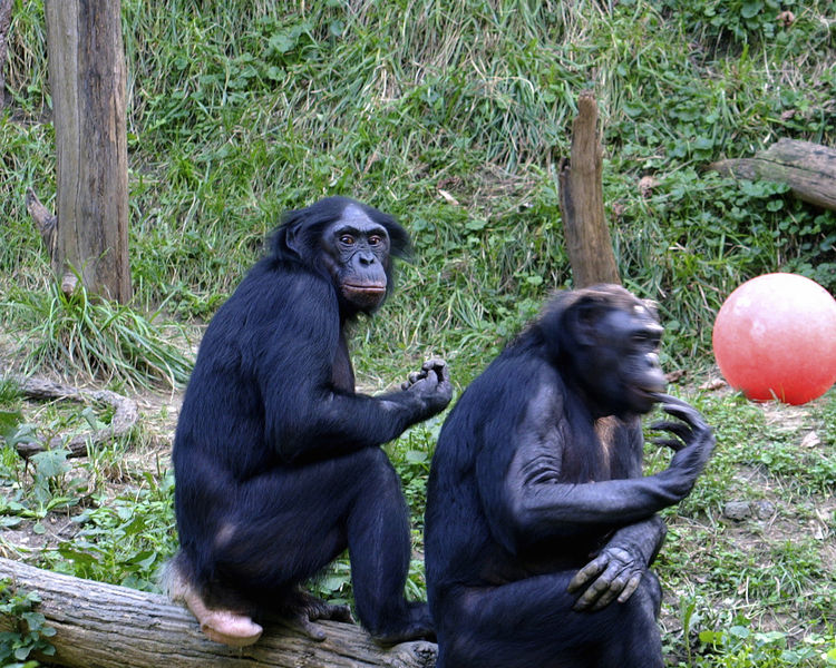 750px-bonobo_011.jpg