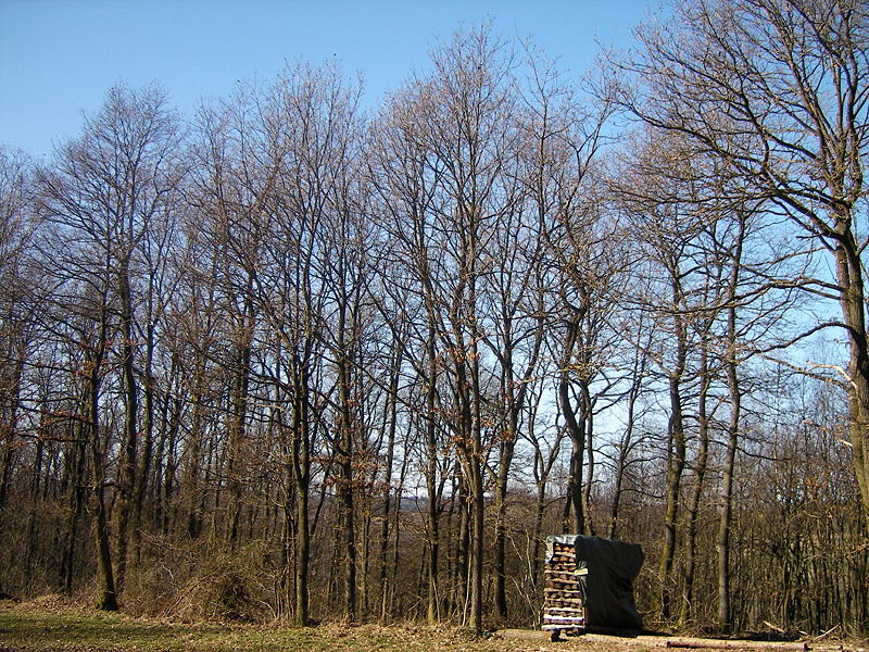 800px-wald026.jpg