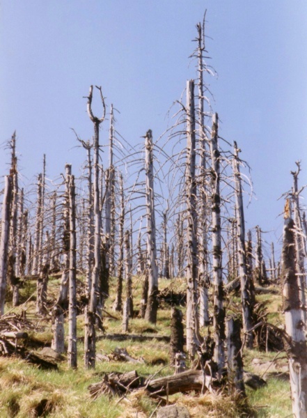 waldschaeden_erzgebirge_3.jpg