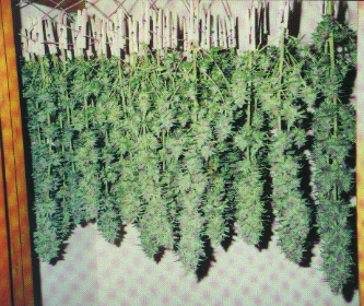 cannabis_01.jpg