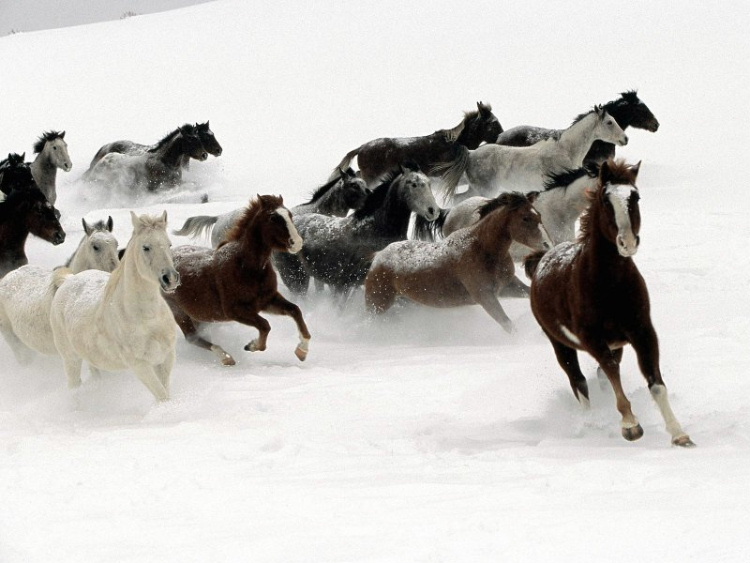 snow_horses---.jpg