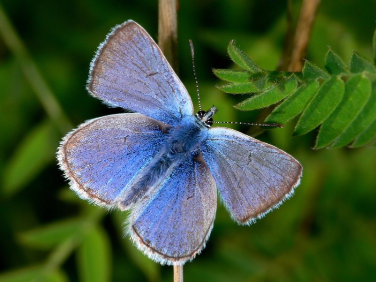 blue_butterfly---.jpg