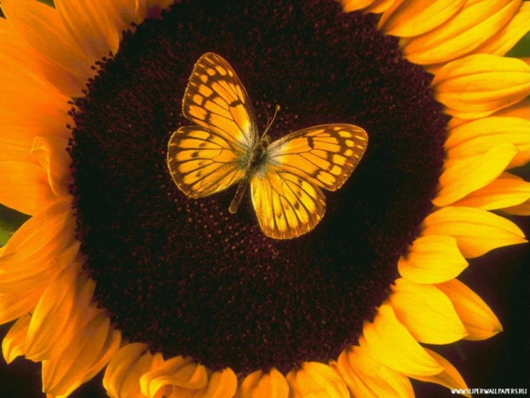 butterfly_on_a_sunflower---.jpg