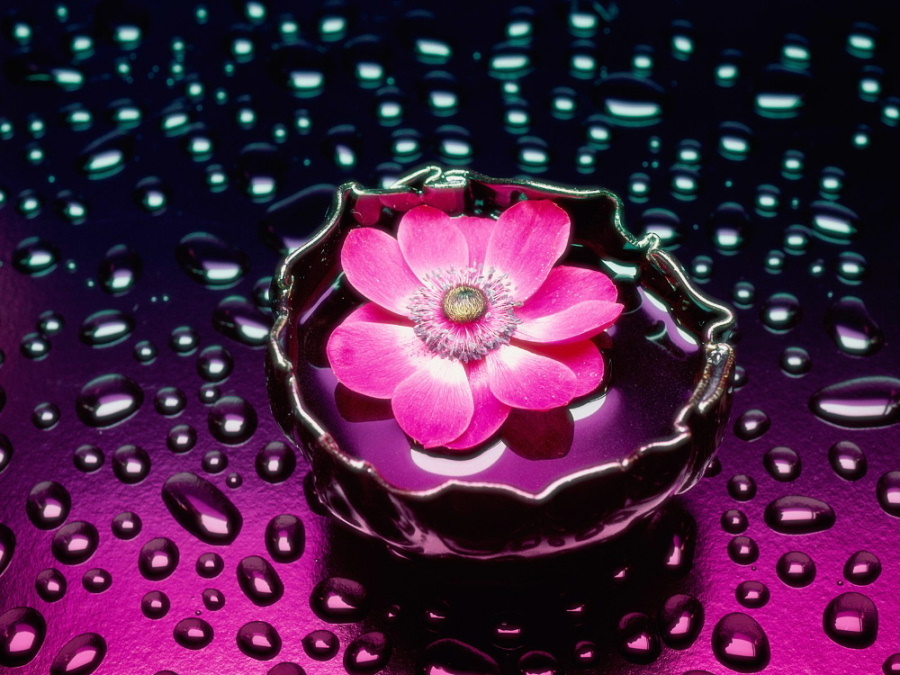 petals_20and_20water--n.jpg