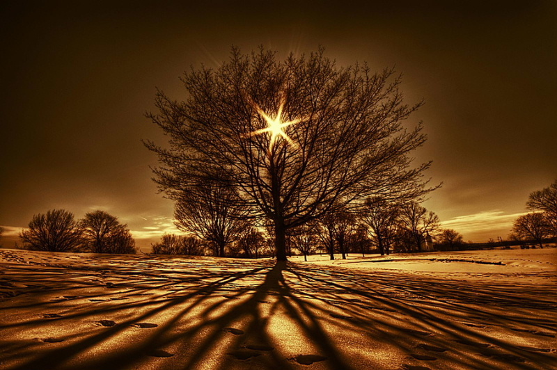 tree_of_light_by_lowapproach-_.jpg