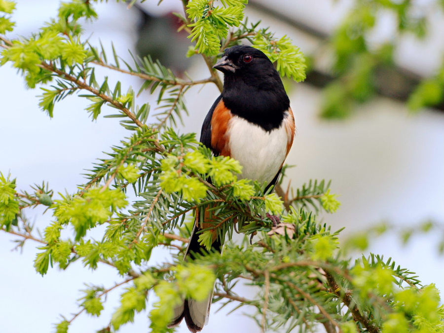 male_20rufous-sided_20towhee---.jpg