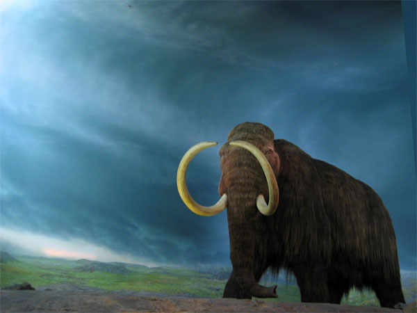 mamut_lanudo.jpg