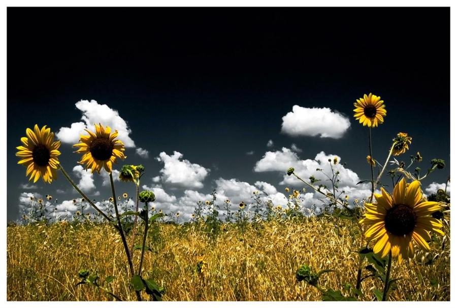 sunflower_field_by_konijntje--.jpg