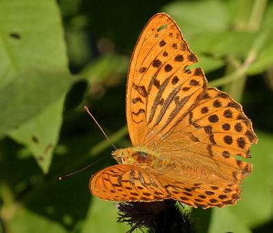 schmetterling_30_kaisermantell.jpg