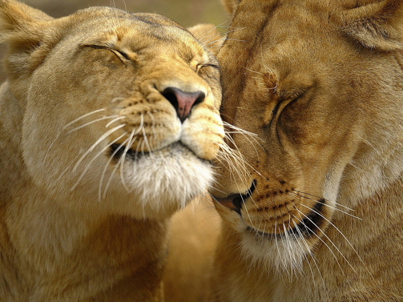 loving_20lions--_.jpg