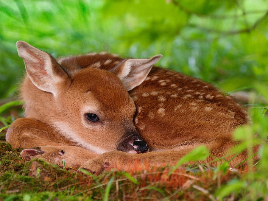 two-day-old_20baby_20white-tailed_20fawn--.jpg