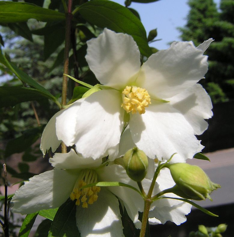 15_philadelphus.jpg