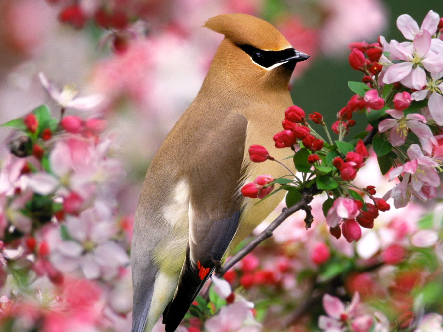 cedar_20waxwing-.jpg