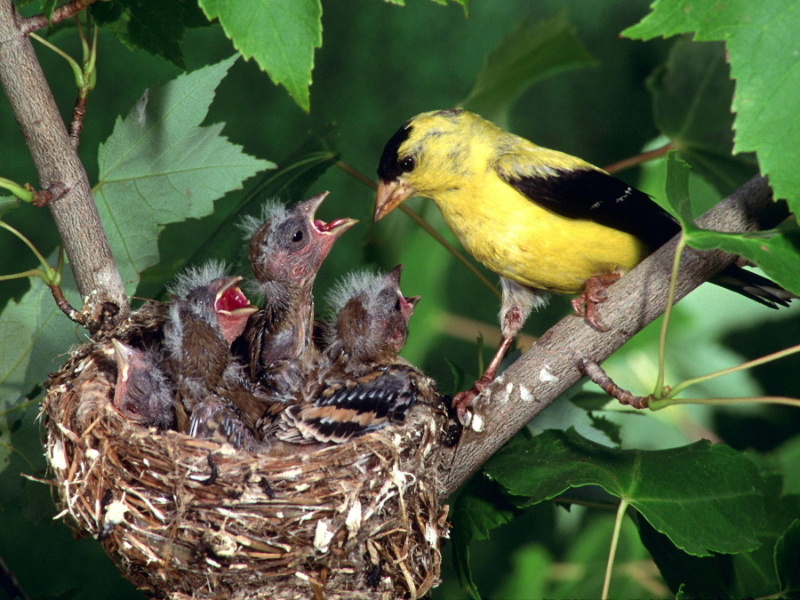 american_20gold_20finch_20family--_.jpg