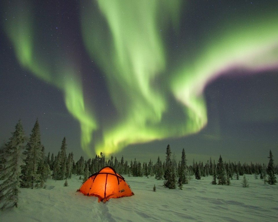 camping_under_the_northern_lights_boreal_fores....jpg