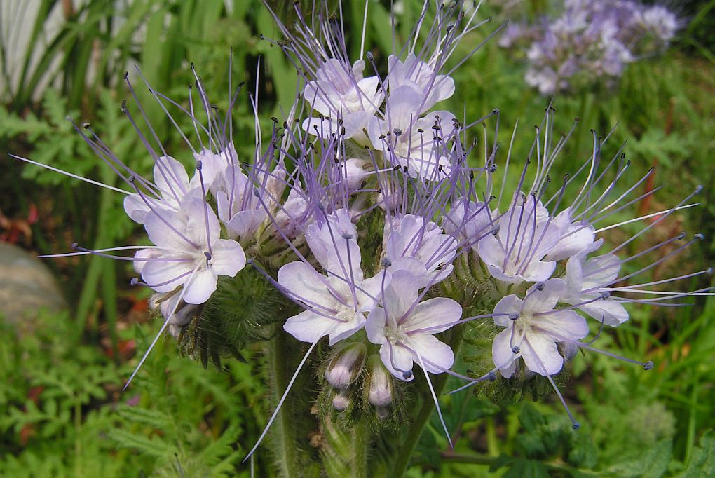 21_phacelia.jpg