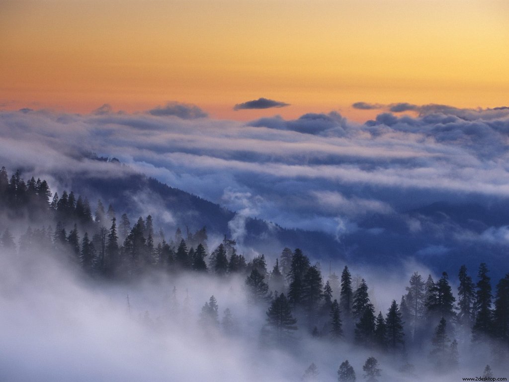 forest_in_fog_at_dusk_after_a_thunderstorm_y....jpg