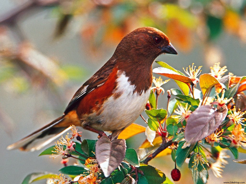 female_rufous_7359_1024_768.jpg