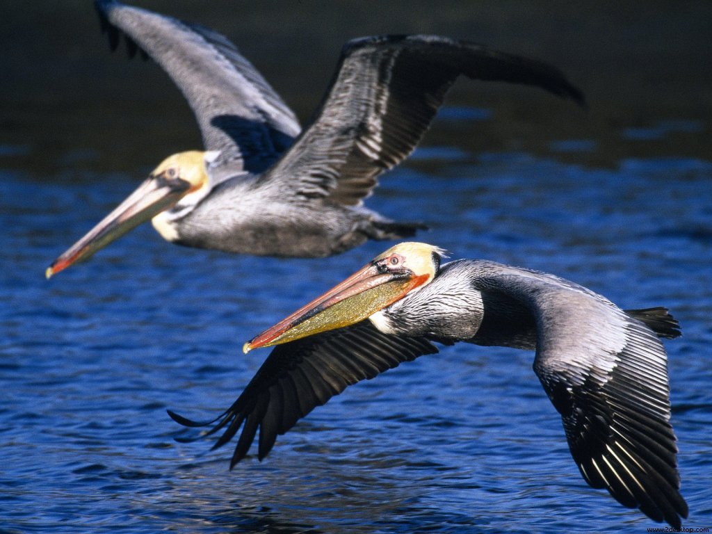 brown_pelicans_in_flight_7697_1024_768.jpg