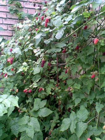 himbeeren.jpg