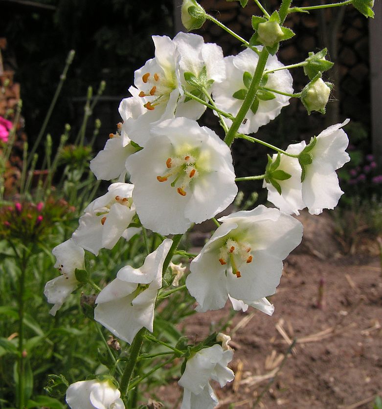 31_verbascum_phoeniceum.jpg