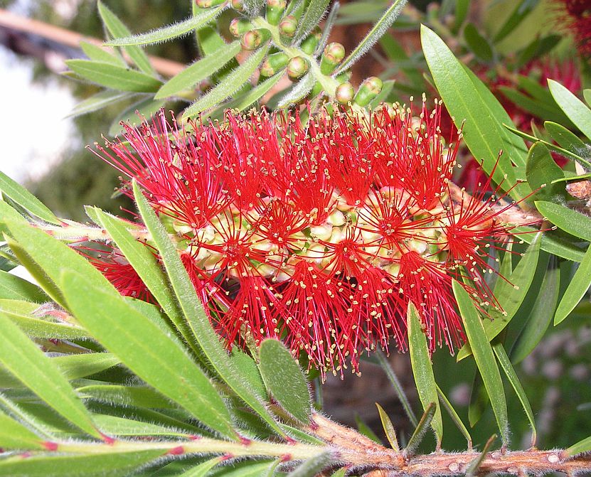 34_callistemon.jpg