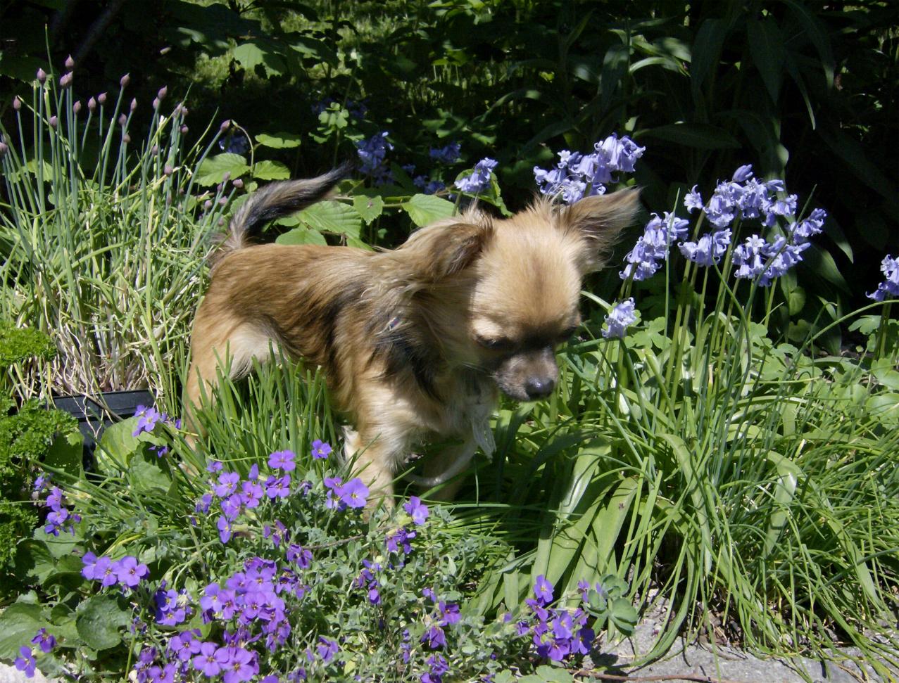 zwischen_fruehlingsblumen_2.jpg