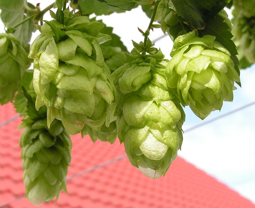 70_hopfen.jpg