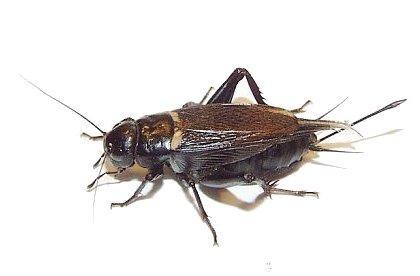 gryllus_bimaculatus1.jpg