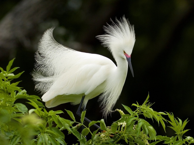 snowy_egret_in_breeding_plumage_florida-....jpg