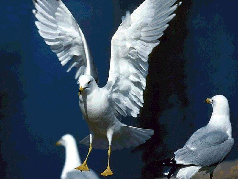 bird-11021.jpg