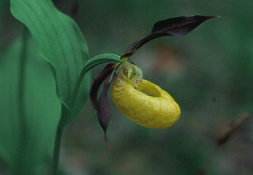 frauenschuh_orchidee.jpg