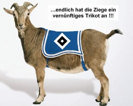 hsv_geisbock.jpg