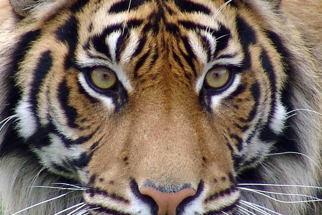 tiger_05_face.jpg