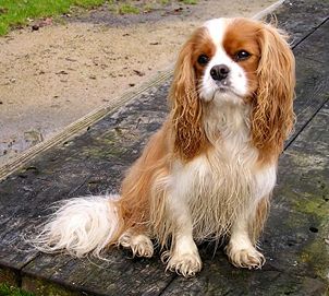 cavalier_king_charles.jpg