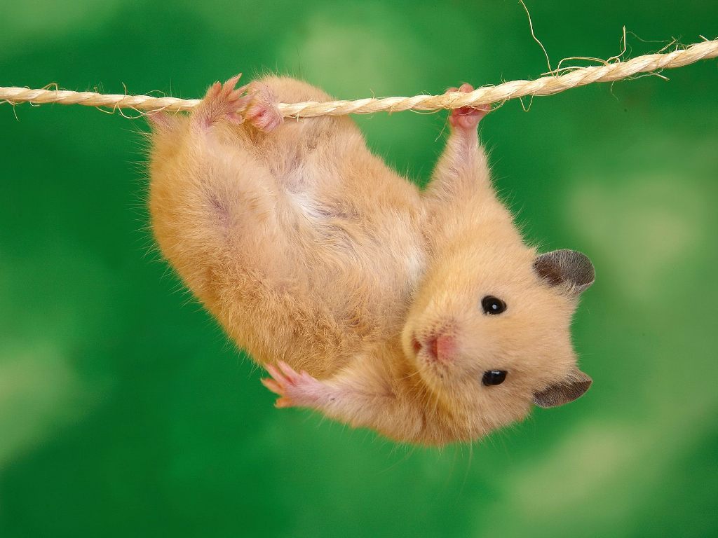 hang_in_there_2c_hamster.jpg