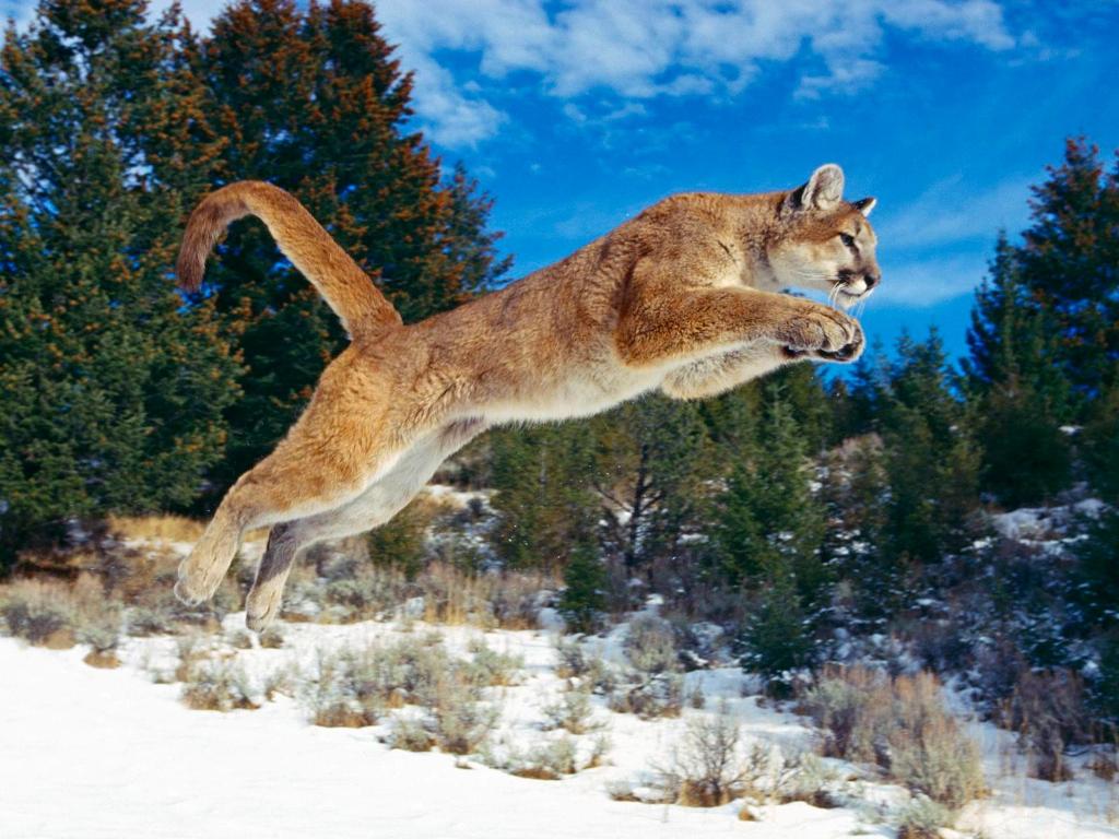 leaping_bobcat.jpg